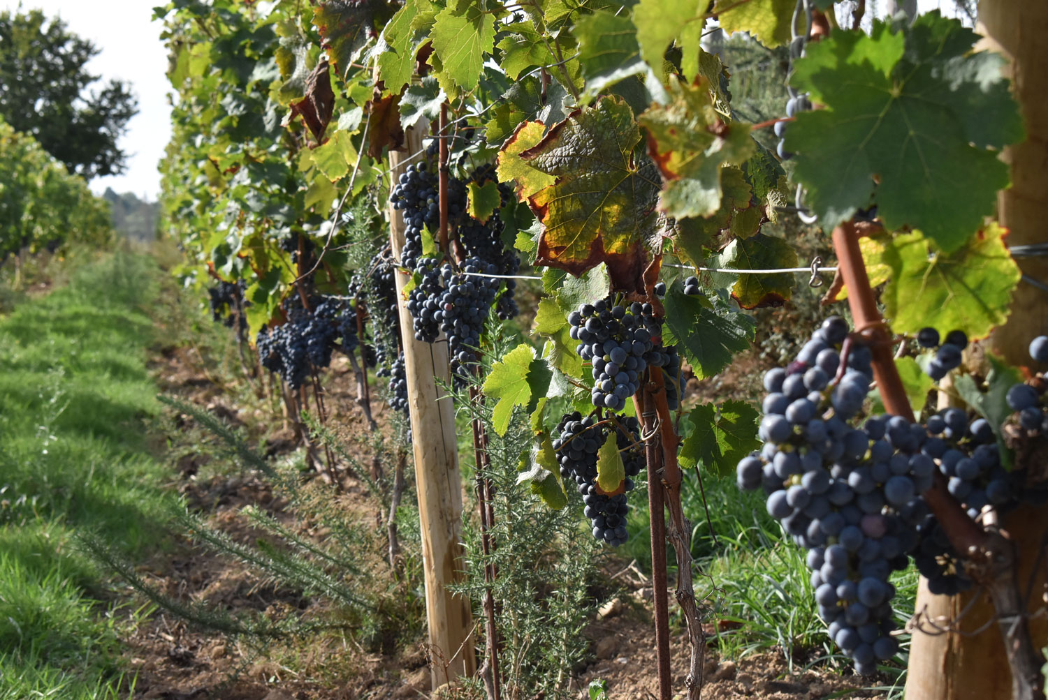 Irrigation of the grape vine : requirements and criteria