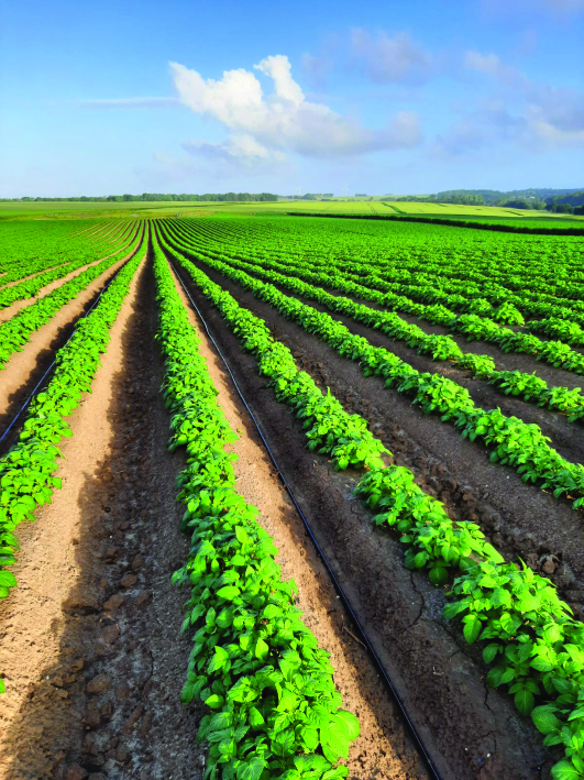 Precision Irrigation of Potatoes, the Solution of the Future 