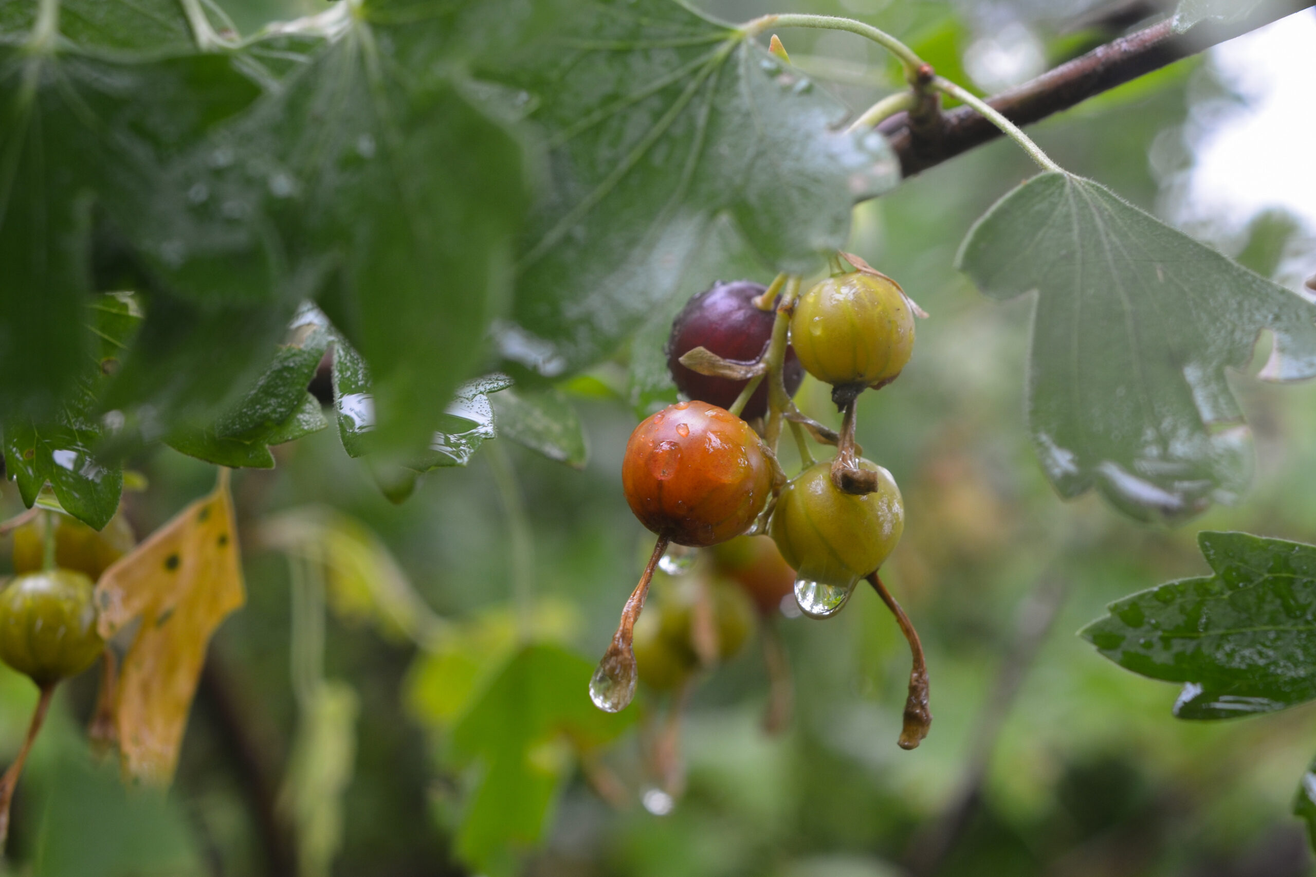 Four immature berries currant after rain