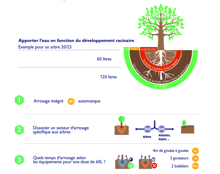 The Irrigation of Trees: Installation, Scheduling… How to Encourage Root Anchorage?