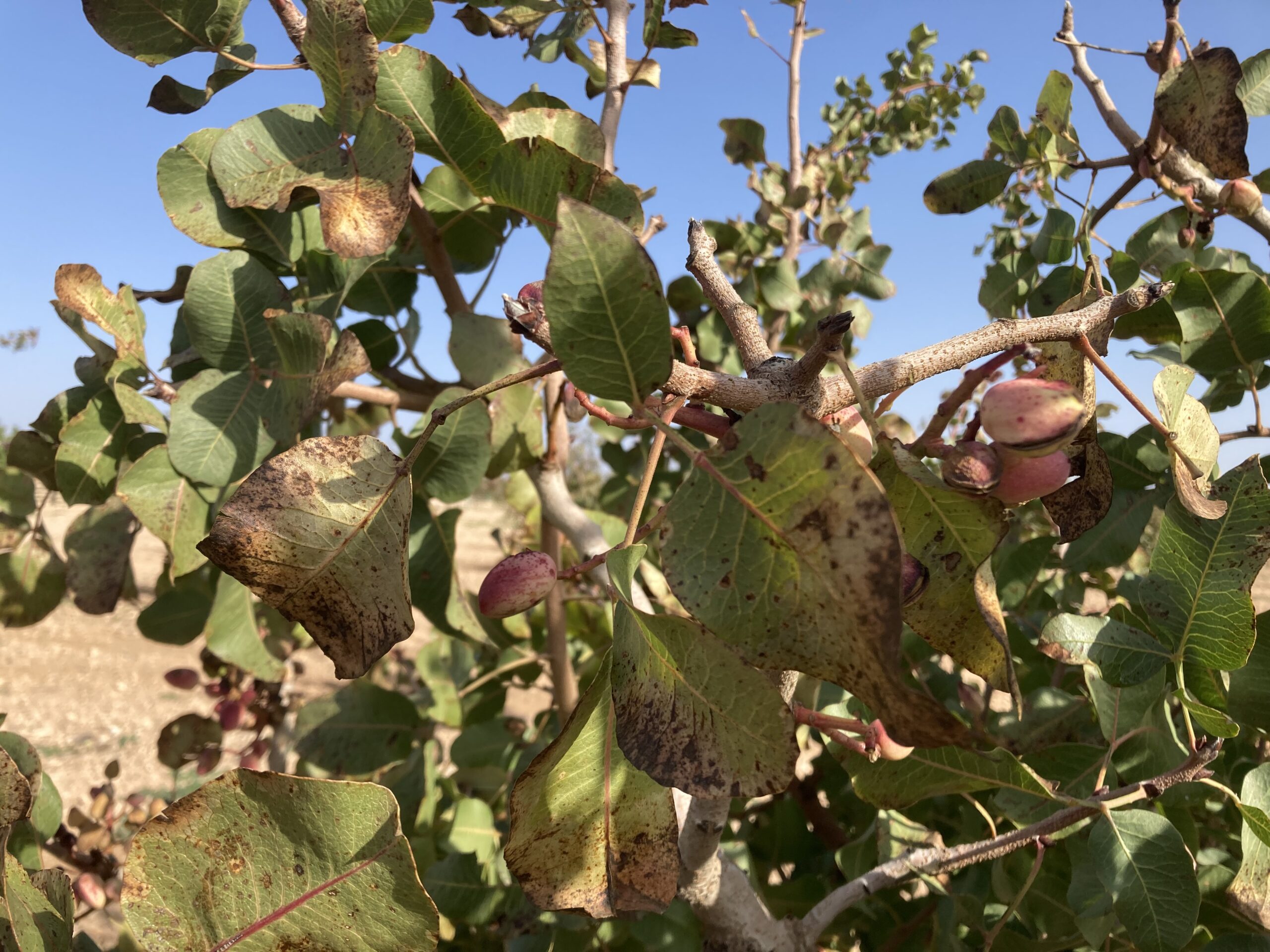 PISTACHIO: PRECISION IRRIGATION FOR WATERING THE GREEN GOLD