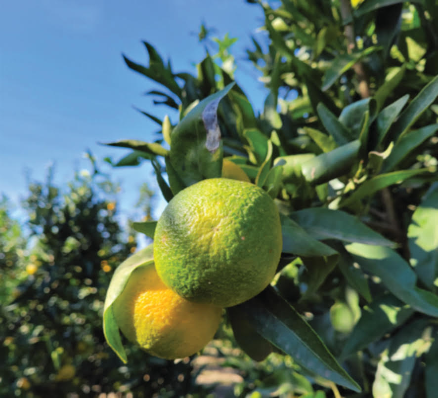 Precision irrigation of citrus crops