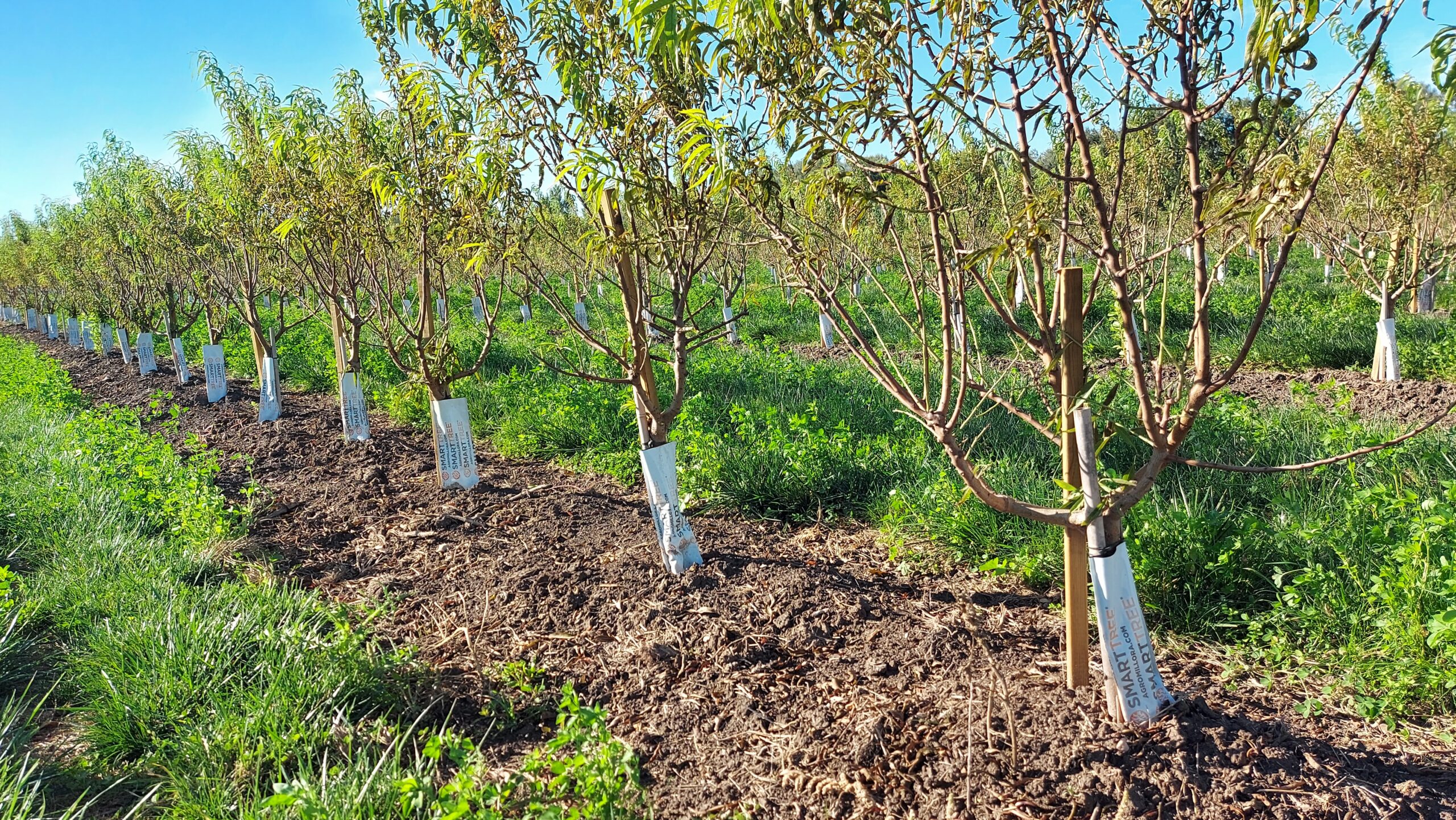 Subsurface drip irrigation (SDI): principles, best practices, and keys to success for a sustainable installation